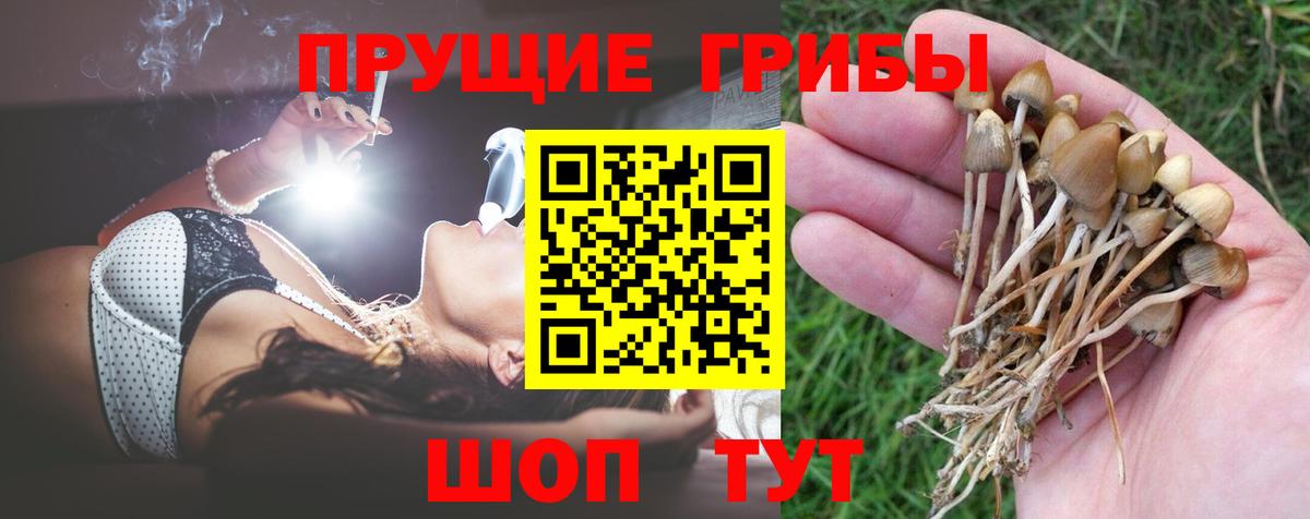 Владимир  Псилоцибиновые грибы мухоморы  Вход с VPN  Псилоцибиновые грибы Cubensis 
